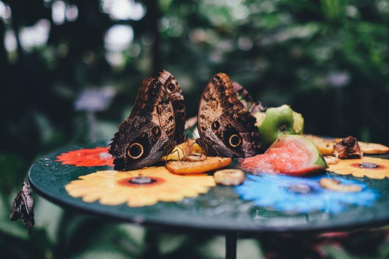 彩色花朵桌子上的两只蝴蝶