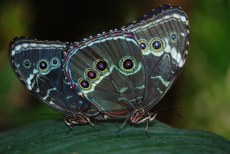 叶子上的两只绿色猫头鹰蝴蝶