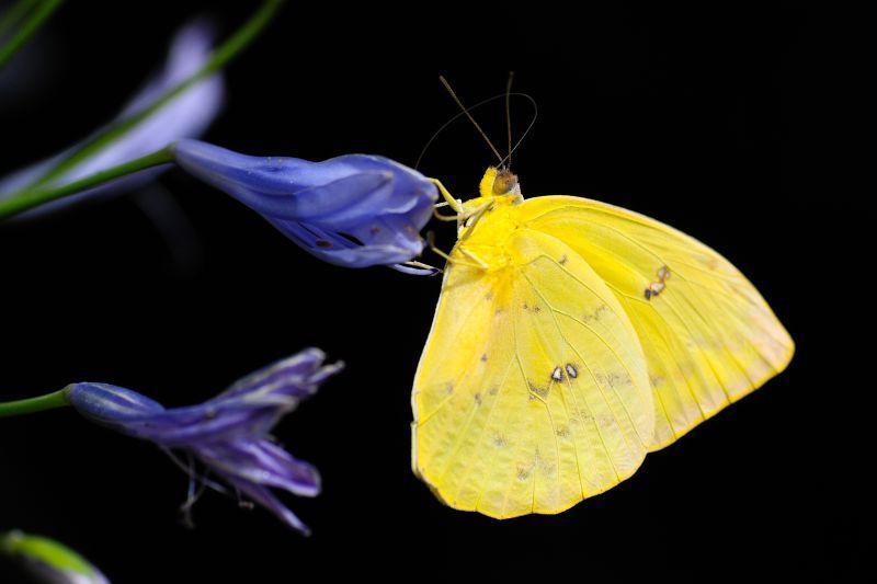 美丽的花蝴蝶简谱图片
