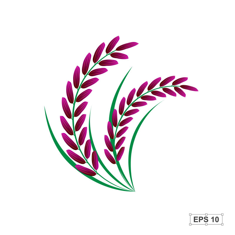 紫色的水稻矢量插图