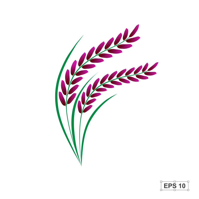 矢量的彩色水稻插图