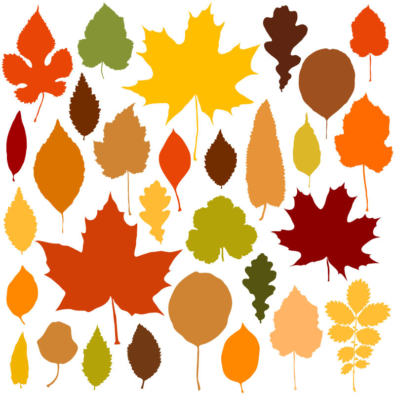 白色背景下的秋天树叶矢量设计