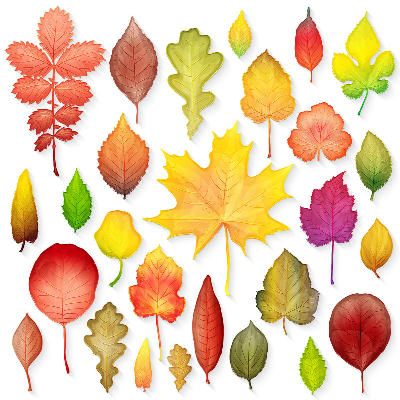 秋天的树叶彩色矢量插图