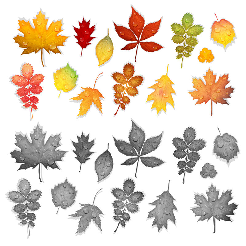 矢量的彩色秋叶插图