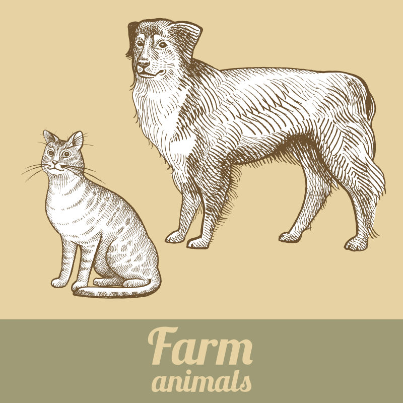 牧羊犬和猫矢量插图设计