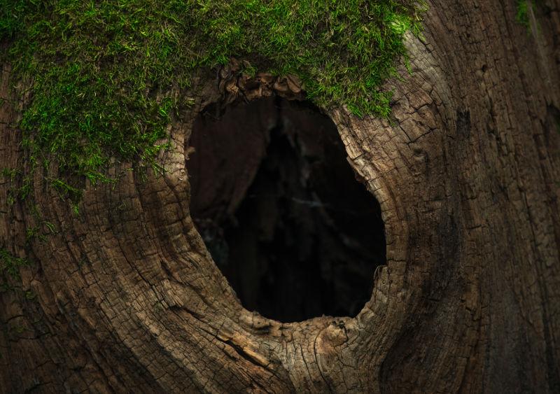 树桩上的空洞口长着绿色苔藓