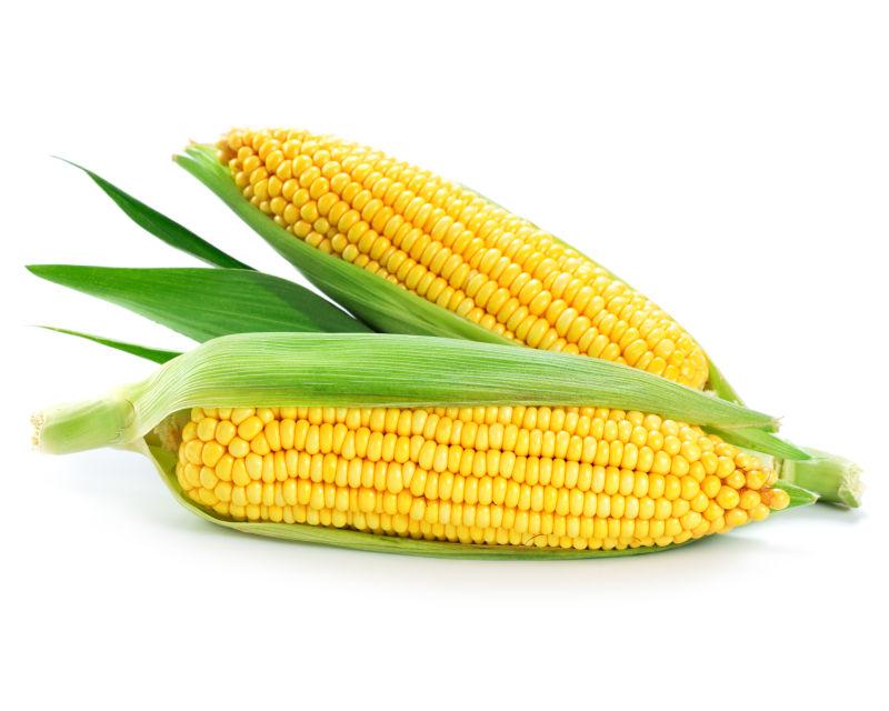 玉米图片高清版 真实图片