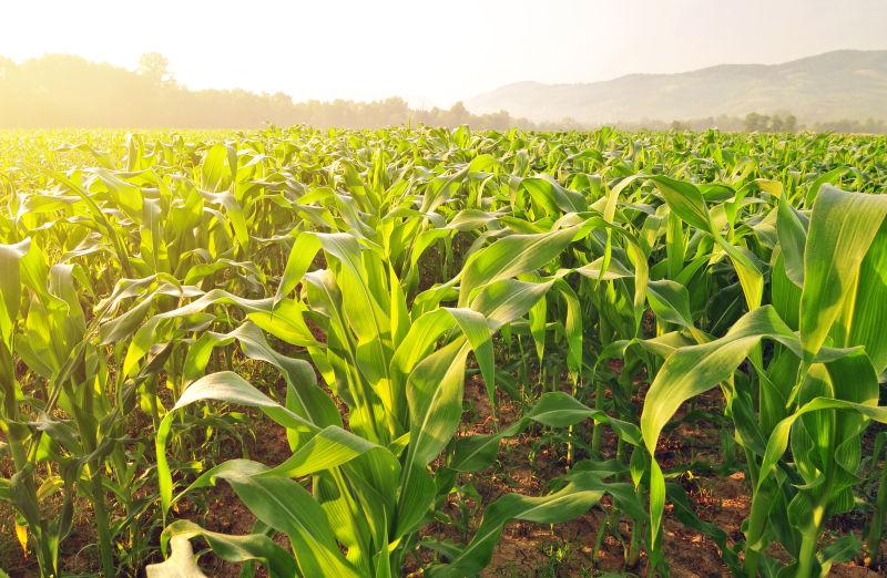 阳光下美丽的玉米田