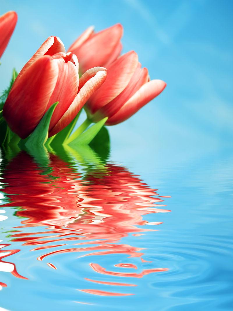 春天新鲜郁的金香花图片 在水面反射下的春天新鲜郁金香花素材 高清图片 摄影照片 寻图免费打包下载