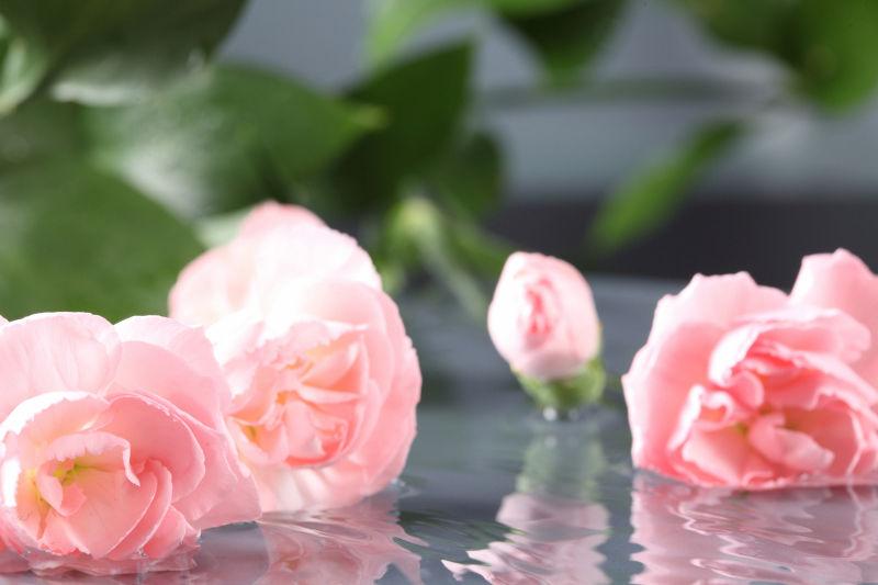 水中的花朵图片 水面上的粉色花朵素材 高清图片 摄影照片 寻图免费打包下载