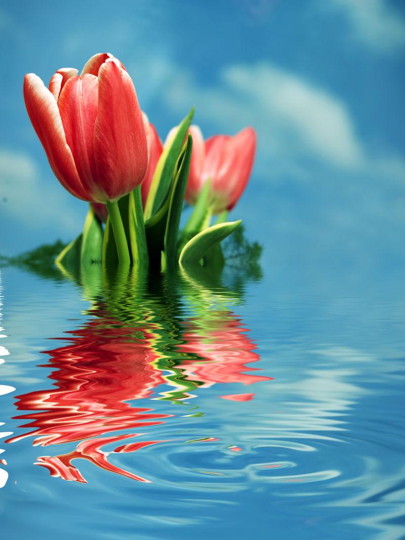春天新鲜郁金香花图片 在水面上的春天新鲜郁金香花素材 高清图片 摄影照片 寻图免费打包下载