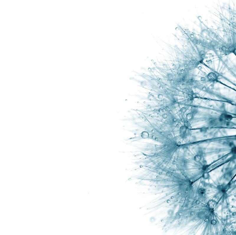 白色背景蓝色蒲公英