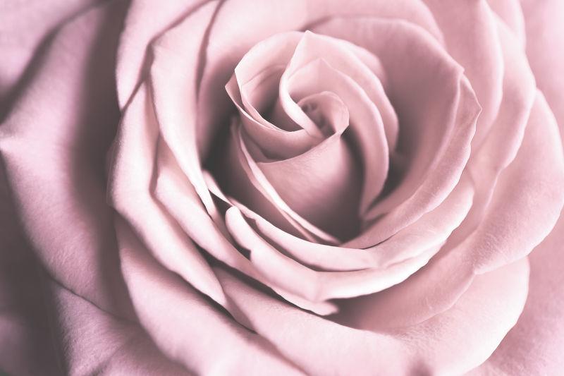 盛开的粉色玫瑰