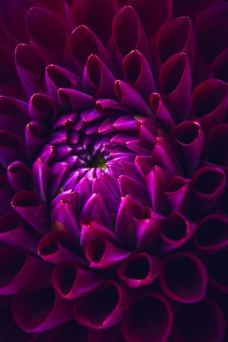 美丽的紫色大丽花