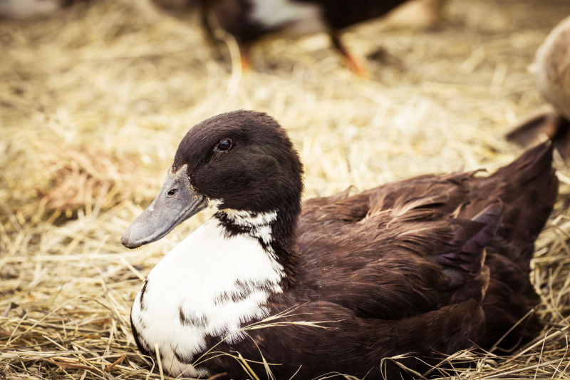 一只鸭子躺在干草上