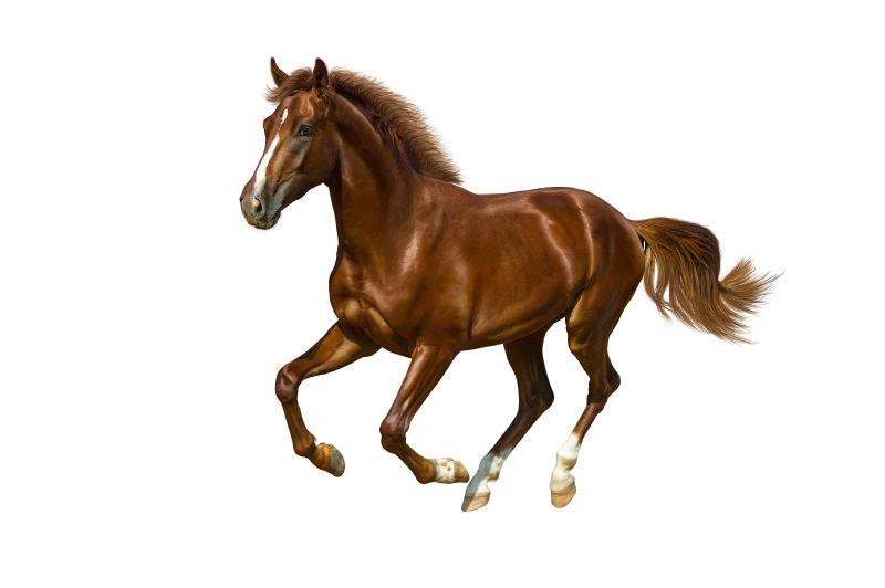 奔跑的板栗色快马图片 白色背景中棕色马匹素材 高清图片 摄影照片 寻图免费打包下载