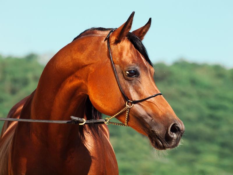 海湾背景下种马