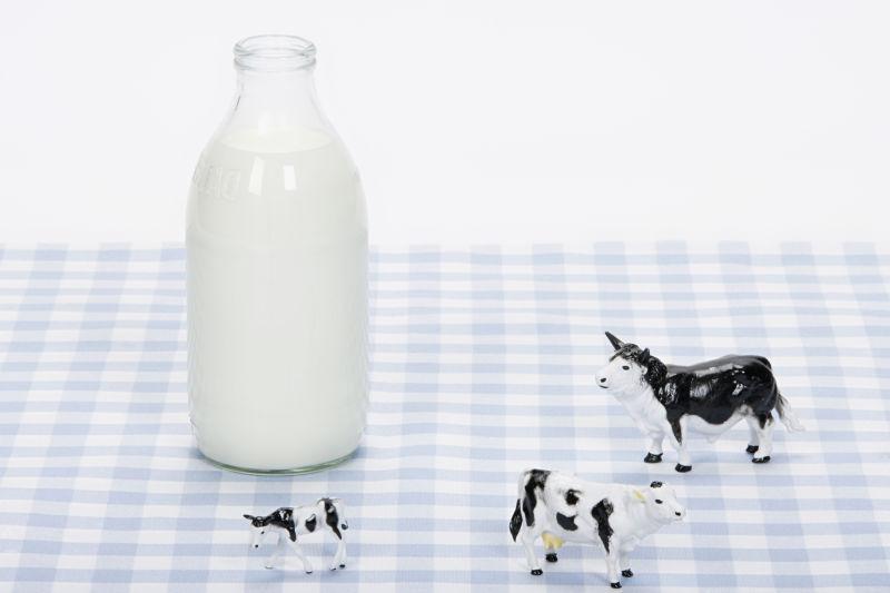 格子餐布上的牛奶瓶和三个玩具奶牛