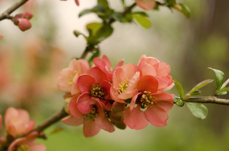 枝头上两朵美丽的海棠花