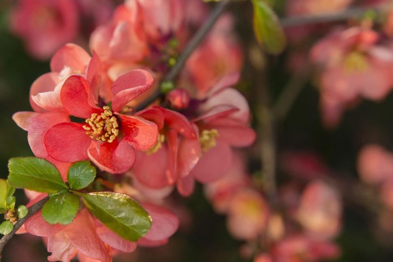 枝头上盛开的红色海棠花