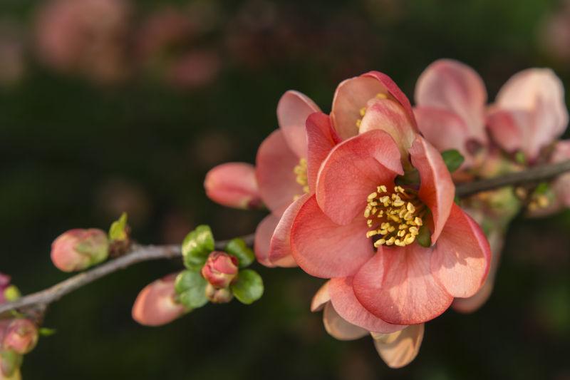 枝头上盛开的海棠花
