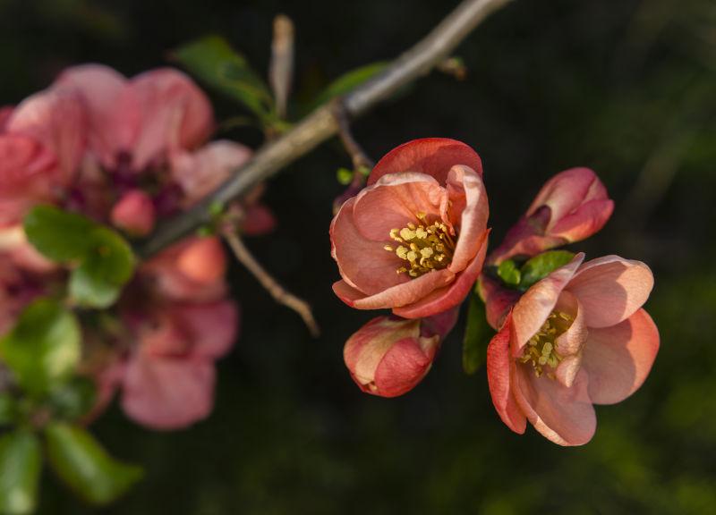 枝头上美丽的红色海棠花