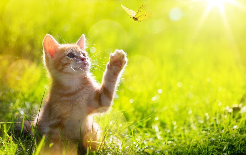 小猫正在追捕蝴蝶
