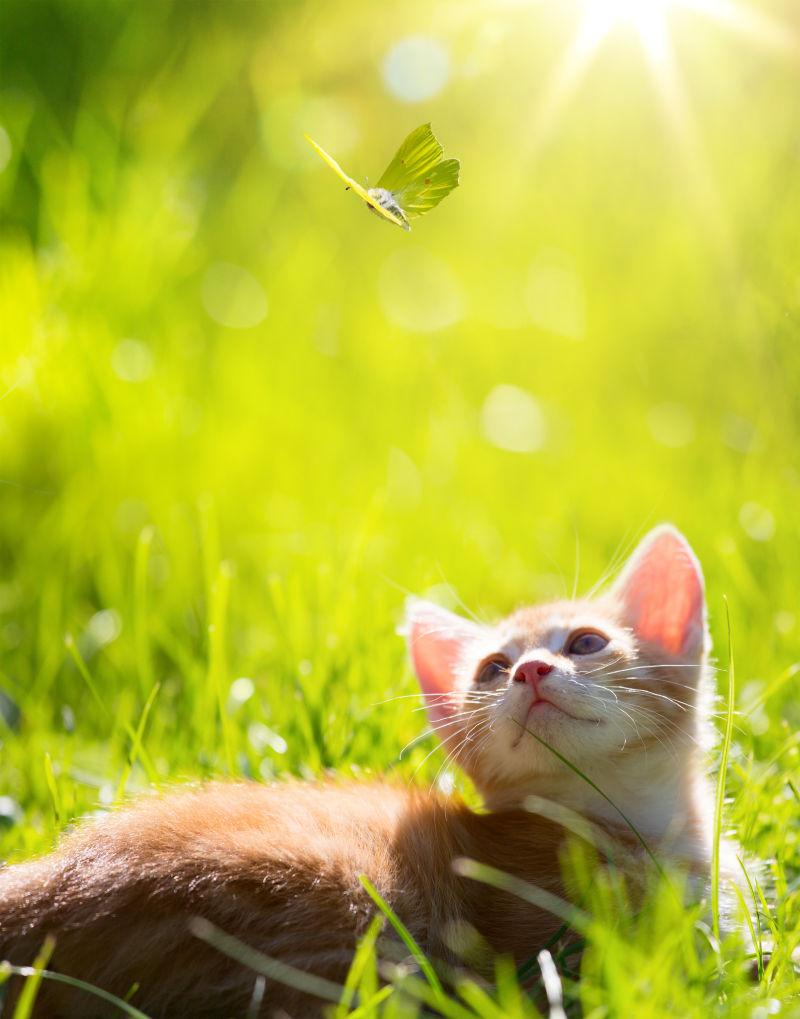 小猫猫捉蝴蝶