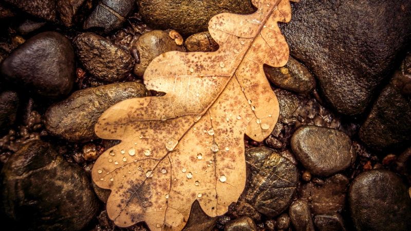 秋天的落叶特写