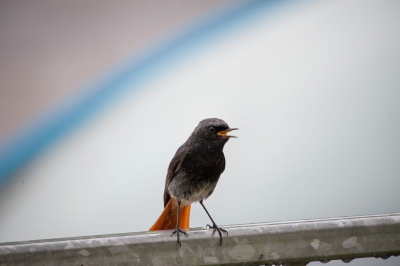 在户外休息的鸟