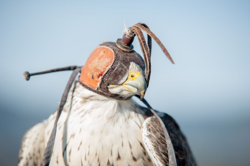 戴着眼罩的鹰