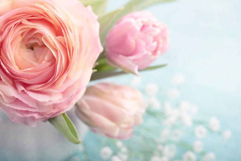 粉红色的康乃馨