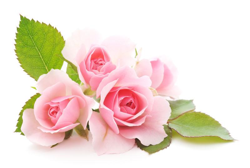 粉红色玫瑰花带叶子