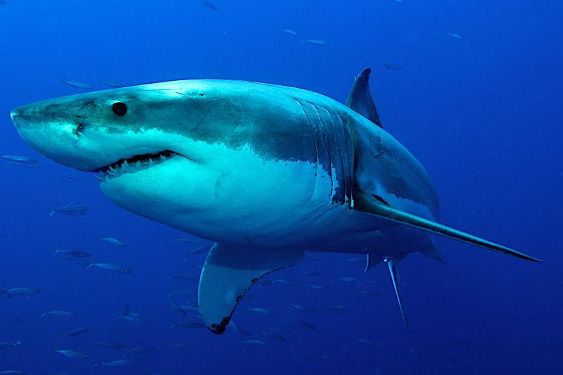 里海鲨鱼图片