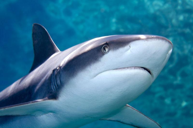 一条灰色的灰鲸鲨