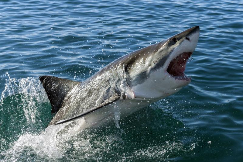 大白鲨图片-蓝色大海里的大白鲨素材-高清图片-摄影照片-寻图免费打包