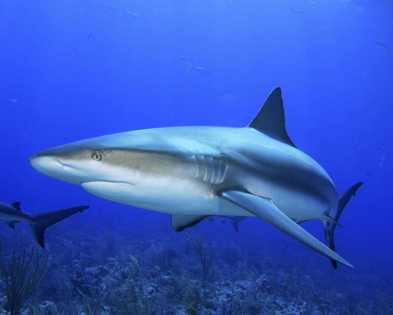 一只灰色鲨鱼嘴准备攻击水下特写镜头