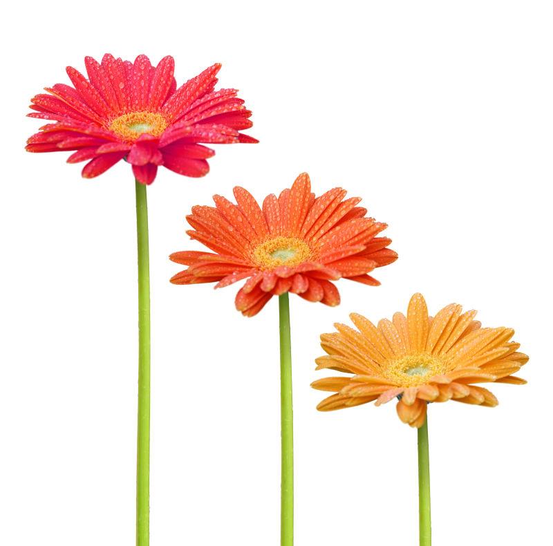 五颜六色的菊花