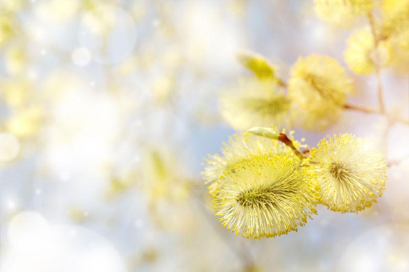 美丽的植物图片 绽放的美丽猫柳柳絮素材 高清图片 摄影照片 寻图免费打包下载