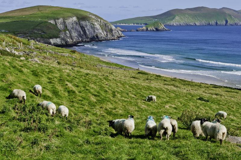 爱尔兰海岸边的草地上有一群棉衣