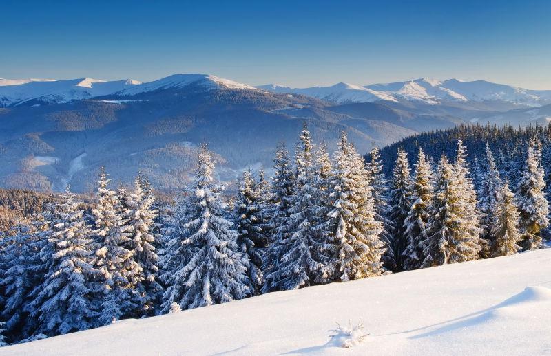 白雪覆盖的森林树木