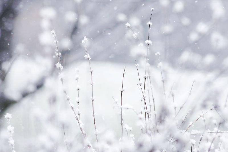 冬天里覆盖着霜和雪花的树枝和植物