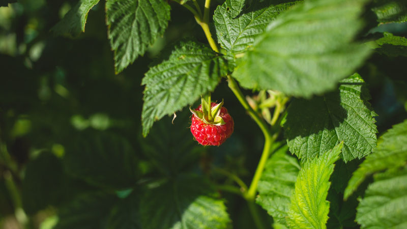 长在枝上的一颗覆盆子