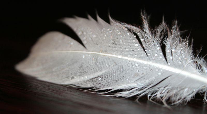 黑暗背景中的带水滴的白色羽毛