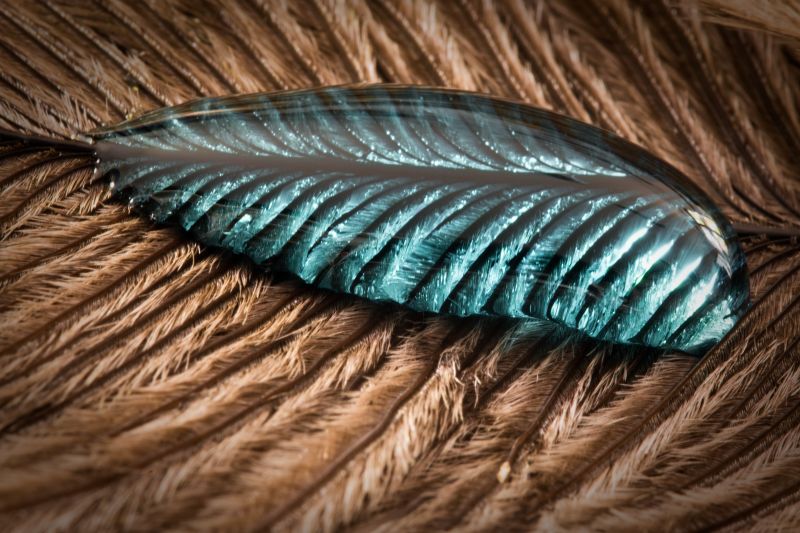 绿松石在羽毛上