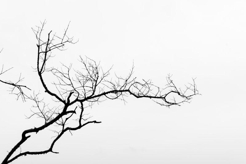 干树枝上的黑色白色