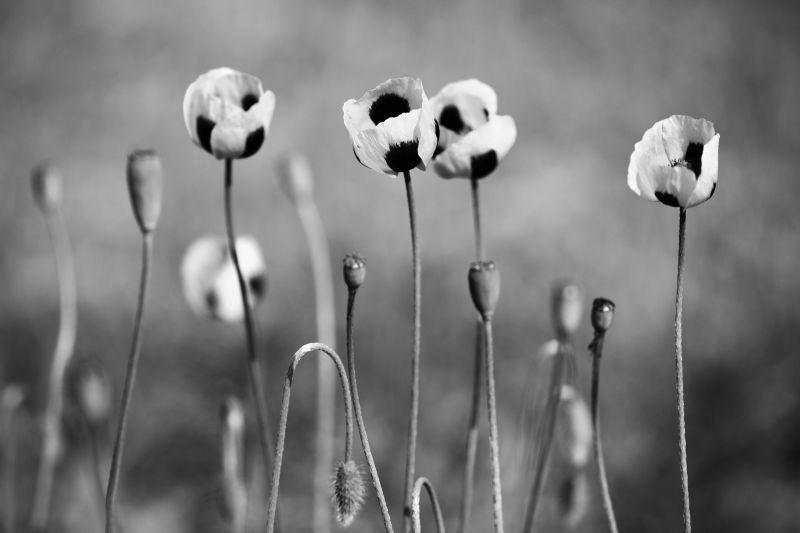 免费的黑色和白色的草和花