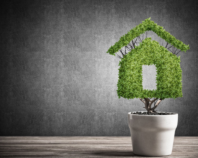 花盆里生长着绿色的小房子