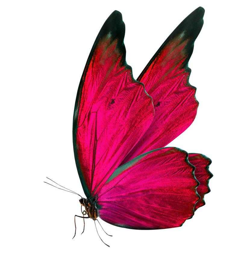彩色的美丽蝴蝶