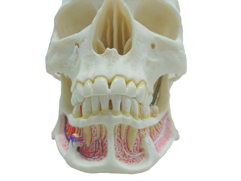 婴儿的牙齿头骨图片